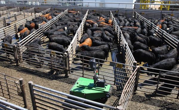 Cargill calls the robotic cattle driver "a first in the industry," and hopes that it will improve worker safety. Cargill calls the robotic cattle driver "a first in the industry," and hopes that it will improve worker safety.