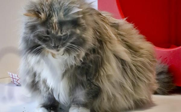 Griselda , 11, a domestic long-haired cat, already declawed when she was surrendered by her owner for adoption, plays inside her enclosure at the Animal Haven pet shelter in New York. Griselda , 11, a domestic long-haired cat, already declawed when she was surrendered by her owner for adoption, plays inside her enclosure at the Animal Haven pet shelter in New York.
