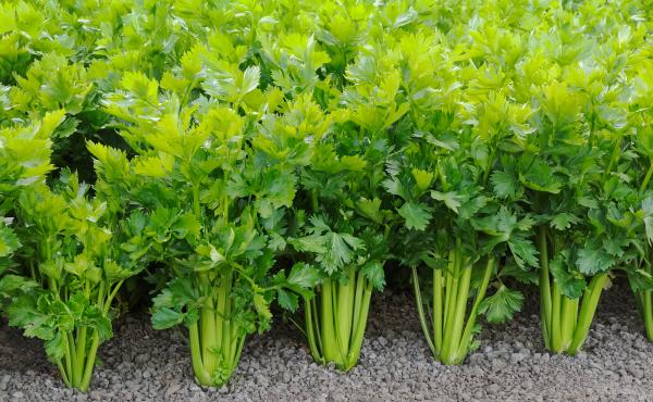 Why did humans start cultivating celery? It's low-calorie and, one might argue, low flavor. We asked some experts at the intersection of botany and anthropology to share their best guesses. Why did humans start cultivating celery? It's low-calorie and, one might argue, low flavor. We asked some experts at the intersection of botany and anthropology to share their best guesses.