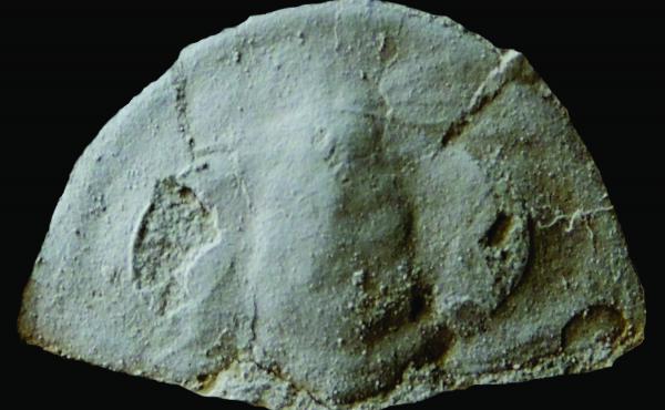 Trilobite found on Chilhowee Mountain The head of an ancient trilobite found on Chilhowee Mountain, Blount County, Tennessee. Scale: ~3/4 inch across.