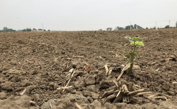 A single soybean plant grows in a field in the village of Sandaogou, China. A single soybean plant grows in a field in the village of Sandaogou, China.