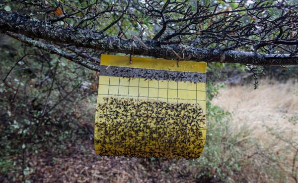 Fly paper covered with the bodies of Cephalcia Tannourinensis, an endemic species of Sawfly that has been damaging trees at the Tannourine Cedars Forest Nature Reserve. Fly paper covered with the bodies of Cephalcia Tannourinensis, an endemic species of Sawfly that has been damaging trees at the Tannourine Cedars Forest Nature Reserve.