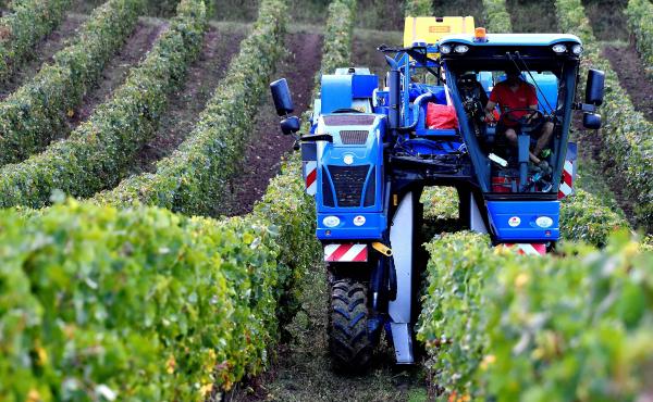A vineyard worker drives a grape harvester tractor in the Bordeaux region of southwestern France, where climate change is raising new challenges for winemakers. A vineyard worker drives a grape harvester tractor in the Bordeaux region of southwestern France, where climate change is raising new challenges for winemakers.