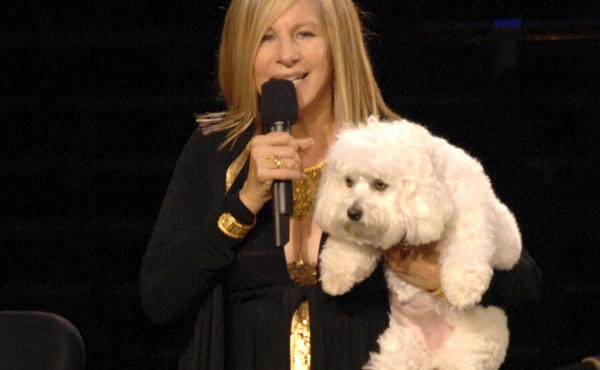 Barbra Streisand, on stage with her dog, Samantha, who was cloned to create Miss Violet and Miss Scarlett. Barbra Streisand, on stage with her dog, Samantha, who was cloned to create Miss Violet and Miss Scarlett.