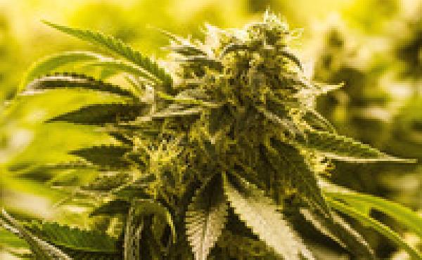 Workplace drug testing for marijuana may need updating in light of changing laws, a case before the Colorado Supreme Court suggests. Workplace drug testing for marijuana may need updating in light of changing laws, a case before the Colorado Supreme Court suggests.