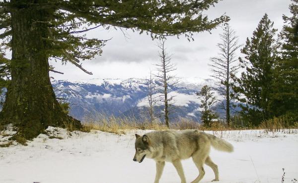 A wolf from the Snake River Pack passes by a remote camera in eastern Wallowa County, Ore. A wolf advocate group in Colorado is challenging the model for U.S. wildlife management. A wolf from the Snake River Pack passes by a remote camera in eastern Wallowa County, Ore. A wolf advocate group in Colorado is challenging the model for U.S. wildlife management.