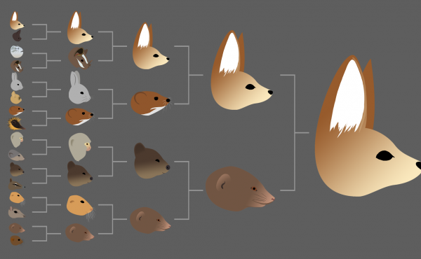 One possible result in the Mighty Mini Mammals division of 2015's Mammal March Madness tournament. If the species that's seeded highest always wins its bracket, the fennec fox will beat out the rest of the division and advance to the final four. One possible result in the Mighty Mini Mammals division of 2015's Mammal March Madness tournament. If the species that's seeded highest always wins its bracket, the fennec fox will beat out the rest of the division and advance to the final four.