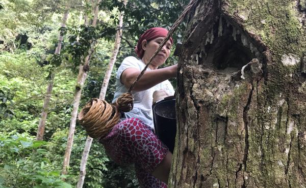 In the forests near the southern Sumatran village of Krui, 48-year-old Marhana climbs up the trees to harvest damar, a resin used in paints and varnishes. These damar trees are part of something called an "agroforest," which experts see as a way to preven In the forests near the southern Sumatran village of Krui, 48-year-old Marhana climbs up the trees to harvest damar, a resin used in paints and varnishes. These damar trees are part of something called an "agroforest," which experts see as a way to preven