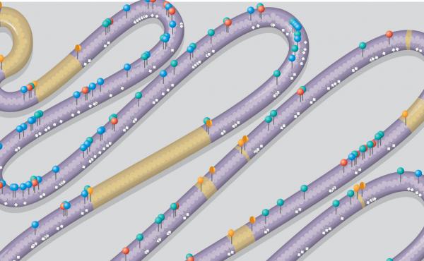 The research team used yeast chromosome No. 3 as the model for their biochemical stitchery. Pins and white diamonds in the illustration represent "designer changes" not found in the usual No. 3; yellow stretches represent deletions. The research team used yeast chromosome No. 3 as the model for their biochemical stitchery. Pins and white diamonds in the illustration represent "designer changes" not found in the usual No. 3; yellow stretches represent deletions.