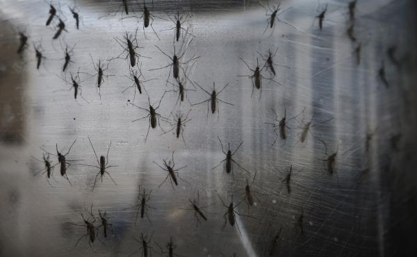 Aedes aegypti mosquitoes are seen in a lab at the Fiocruz institute in the Brazilian city of Recife. Aedes aegypti mosquitoes are seen in a lab at the Fiocruz institute in the Brazilian city of Recife.