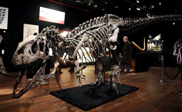 A skeleton of an Allosaurus on display at Drouot auction house in Paris in October. A new theory says the dinosaurs were killed by a comet fragment that originally came from the edge of the solar system. A skeleton of an Allosaurus on display at Drouot auction house in Paris in October. A new theory says the dinosaurs were killed by a comet fragment that originally came from the edge of the solar system.