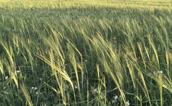 A mix of barley, peas and flax grows in a field at Casey Bailey's farm near Fort Benton, Mont. Bailey sells this crop to Montana dairy farmer Nate Brown, who has been feeding it to his goats. A mix of barley, peas and flax grows in a field at Casey Bailey's farm near Fort Benton, Mont. Bailey sells this crop to Montana dairy farmer Nate Brown, who has been feeding it to his goats.