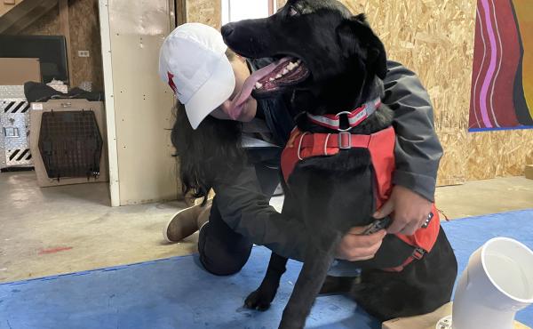 Working Dogs for Conservation trainer Michele Vasquez clips a vest onto Charlie, a Labrador retriever, to let him know he's working. Dogs like Charlie will help sniff out chronic wasting disease in deer and elk scat. They will also help find mink and otte Working Dogs for Conservation trainer Michele Vasquez clips a vest onto Charlie, a Labrador retriever, to let him know he's working. Dogs like Charlie will help sniff out chronic wasting disease in deer and elk scat. They will also help find mink and otte