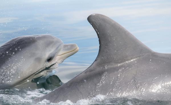 New research shows that dolphins can learn foraging behavior from other dolphins. New research shows that dolphins can learn foraging behavior from other dolphins.