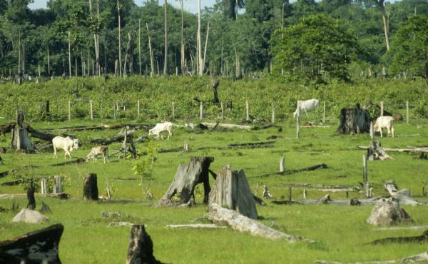 Cattle graze in pasture formed by cleared rainforest land in Pará, Brazil. A new online tool makes it easier for food companies to detect this kind of land-clearing by their suppliers. Cattle graze in pasture formed by cleared rainforest land in Pará, Brazil. A new online tool makes it easier for food companies to detect this kind of land-clearing by their suppliers.