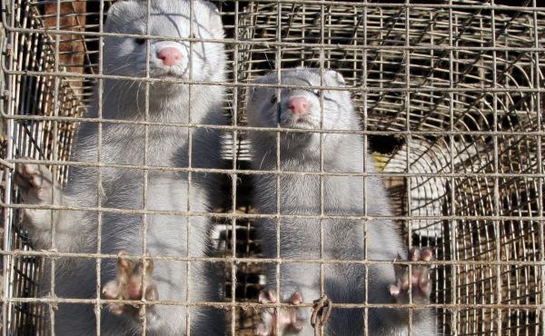Minks at a mink farm. Minks at a mink farm.