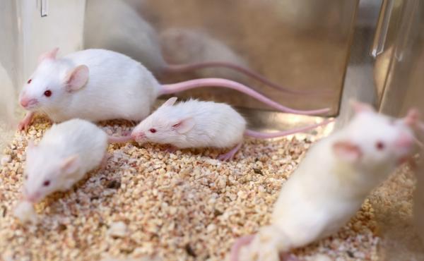 The EPA says it aims to eliminate the testing of chemicals and pesticides in animals by 2035. The EPA says it aims to eliminate the testing of chemicals and pesticides in animals by 2035.