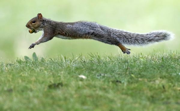 A woman who boarded her Frontier flight with an emotional support squirrel (not this one) was escorted off the plane on Tuesday. A woman who boarded her Frontier flight with an emotional support squirrel (not this one) was escorted off the plane on Tuesday.