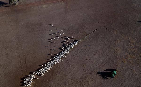 Cattle on a dry paddock in the drought-hit area of Quirindi in New South Wales. Cattle on a dry paddock in the drought-hit area of Quirindi in New South Wales.