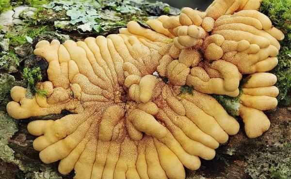 Photographer Taylor Lockwood found the rare mushroom Hypocreopsis rhododendri growing in the United States, a discovery that delighted scientists and mushroom devotees. Photographer Taylor Lockwood found the rare mushroom Hypocreopsis rhododendri growing in the United States, a discovery that delighted scientists and mushroom devotees.