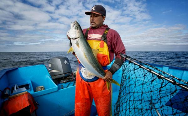 A traditional fisherman in La Paz, Mexico, who works with SmartFish brings sustainable seafood to market. SmartFish was one of the competitors in last week's Fish 2.0 competition. A traditional fisherman in La Paz, Mexico, who works with SmartFish brings sustainable seafood to market. SmartFish was one of the competitors in last week's Fish 2.0 competition.