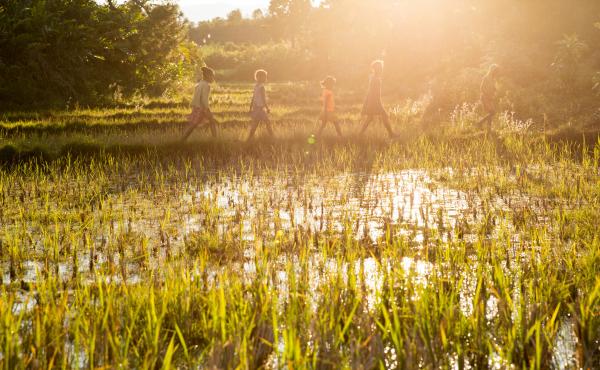 Children walk through a rice field outside the town of Kelilalina in eastern Madagascar. Rice is the dominant food and the dominant crop on the Indian Ocean island, but changing weather patterns are disrupting production in some parts of the country. Children walk through a rice field outside the town of Kelilalina in eastern Madagascar. Rice is the dominant food and the dominant crop on the Indian Ocean island, but changing weather patterns are disrupting production in some parts of the country.