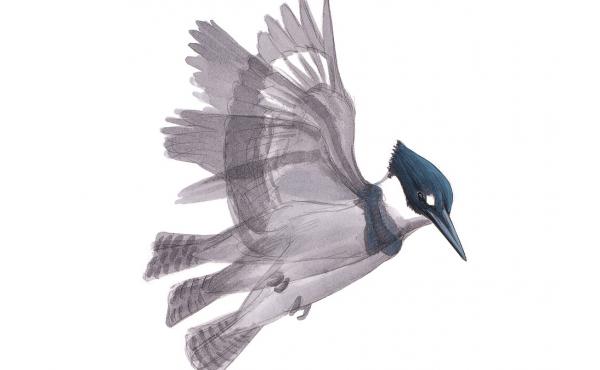 David Sibley's new book, What It's Like To Be a Bird, features illustrations paired with essays about what birds are up to, and why. Here is a Belted Kingfisher. David Sibley's new book, What It's Like To Be a Bird, features illustrations paired with essays about what birds are up to, and why. Here is a Belted Kingfisher.