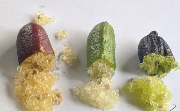 Australian fingerlimes, related to citrus are gaining popularity as an exotic fruit. Australian fingerlimes, related to citrus are gaining popularity as an exotic fruit.