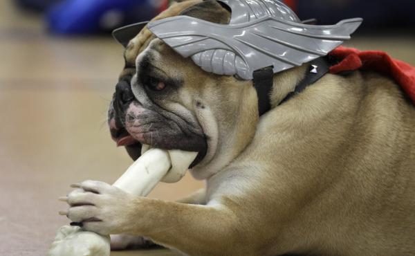 An FDA report warns dog owners of the dangers of "bone treats," which are often cooked or dried and made with flavoring and preservatives. An FDA report warns dog owners of the dangers of "bone treats," which are often cooked or dried and made with flavoring and preservatives.