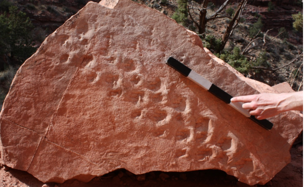 The two sets of footprints "are among the oldest tracks on Earth of shelled-egg-laying animals, such as reptiles, and the earliest evidence of vertebrate animals walking in sand dunes," paleontologist Stephen Rowland said. The two sets of footprints "are among the oldest tracks on Earth of shelled-egg-laying animals, such as reptiles, and the earliest evidence of vertebrate animals walking in sand dunes," paleontologist Stephen Rowland said.