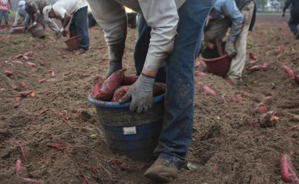 These men, harvesting sweet potatoes in North Carolina, came to the U.S. on H-2A visas that are designated for seasonal agricultural workers. Such "guest workers" now account for about ten percent of U.S. farm workers. These men, harvesting sweet potatoes in North Carolina, came to the U.S. on H-2A visas that are designated for seasonal agricultural workers. Such "guest workers" now account for about ten percent of U.S. farm workers.