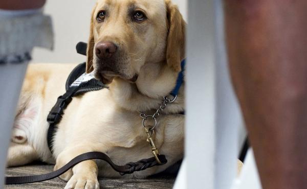 The number of pets on planes has become a hot-button issue of late as emotional support animals have become more common than ever. The number of pets on planes has become a hot-button issue of late as emotional support animals have become more common than ever.