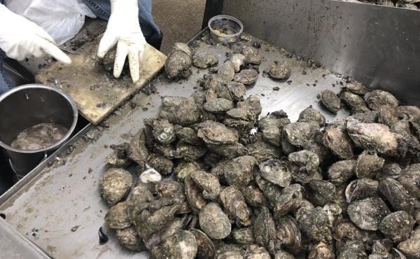 The shucking house at Bon Secour Fisheries in Alabama has just three shuckers working this year because of a lack of oysters. The shucking house at Bon Secour Fisheries in Alabama has just three shuckers working this year because of a lack of oysters.