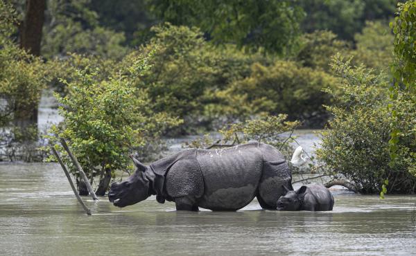 A one-horned rhinoceros and a calf wade through flood water at the Pobitora Wildlife Sanctuary in Assam, India, Thursday. Floods and landslides triggered by heavy monsoon rains have killed dozens of people in this northeastern region. The floods also inun A one-horned rhinoceros and a calf wade through flood water at the Pobitora Wildlife Sanctuary in Assam, India, Thursday. Floods and landslides triggered by heavy monsoon rains have killed dozens of people in this northeastern region. The floods also inun