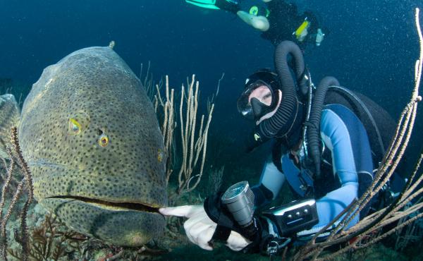 Because of their size, goliath groupers are nearly fearless and easy prey for fishermen and divers with spearguns. Because of their size, goliath groupers are nearly fearless and easy prey for fishermen and divers with spearguns.