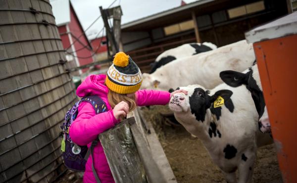 Not only are kids raising animals and learning the how-tos of vaccinations and record-keeping, 4-H'ers are also being taught how to add up the costs and weigh them against future profits. Not only are kids raising animals and learning the how-tos of vaccinations and record-keeping, 4-H'ers are also being taught how to add up the costs and weigh them against future profits.
