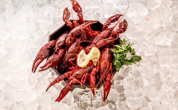 Louisiana crawfish caught in waters in and around Berlin are on display at Fisch Frank fish restaurant in Berlin. They are an invasive species and authorities recently licensed a local fisherman to catch them and sell them to local restaurants. Louisiana crawfish caught in waters in and around Berlin are on display at Fisch Frank fish restaurant in Berlin. They are an invasive species and authorities recently licensed a local fisherman to catch them and sell them to local restaurants.