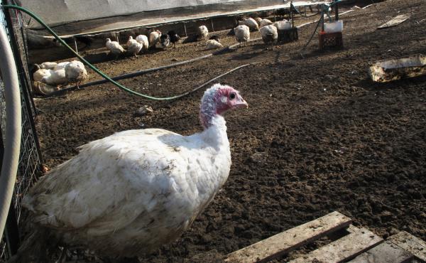 The turkeys at Kate Stillman's farm don't have to be loaded on a trailer and driven hundreds of miles this year. They now meet their ends on the same farm where they lived their lives. The turkeys at Kate Stillman's farm don't have to be loaded on a trailer and driven hundreds of miles this year. They now meet their ends on the same farm where they lived their lives.