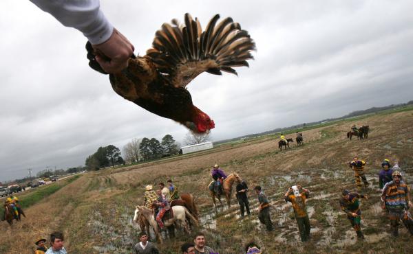 The annual Courir de Mardi Gras in Mamou, La., in February 2008. In the Cajun country tradition, revelers go house to house, collecting ingredients for gumbo from local families. Here, the host tosses a live chicken from a rooftop for the participants to The annual Courir de Mardi Gras in Mamou, La., in February 2008. In the Cajun country tradition, revelers go house to house, collecting ingredients for gumbo from local families. Here, the host tosses a live chicken from a rooftop for the participants to