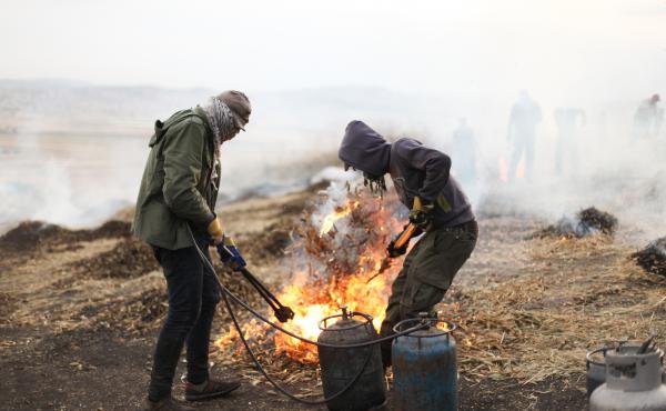 In a village outside of Jenin, in the West Bank, Palestinian farmers harvest wheat early and burn the husks to yield the smoky, nutty grain known as freekeh. In a village outside of Jenin, in the West Bank, Palestinian farmers harvest wheat early and burn the husks to yield the smoky, nutty grain known as freekeh.