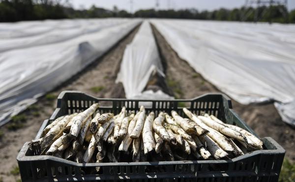 Fresh asparagus has been gathered in Bottrop, Germany, in mid-April. Farms across Europe are facing a labor shortage as a result of closed borders because of the coronavirus pandemic. Fresh asparagus has been gathered in Bottrop, Germany, in mid-April. Farms across Europe are facing a labor shortage as a result of closed borders because of the coronavirus pandemic.