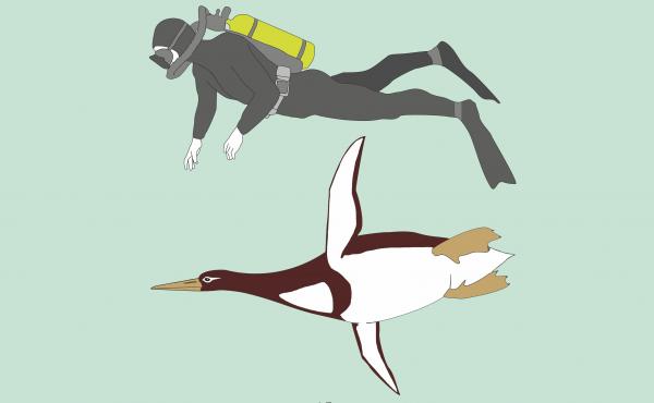 An illustration comparing the giant penguin to an average person. Kumimanu biceae weighed about 220 pounds and was a bit shorter than 6 feet in height. It swam around off the coast of New Zealand between 55 and 60 million years ago. An illustration comparing the giant penguin to an average person. Kumimanu biceae weighed about 220 pounds and was a bit shorter than 6 feet in height. It swam around off the coast of New Zealand between 55 and 60 million years ago.