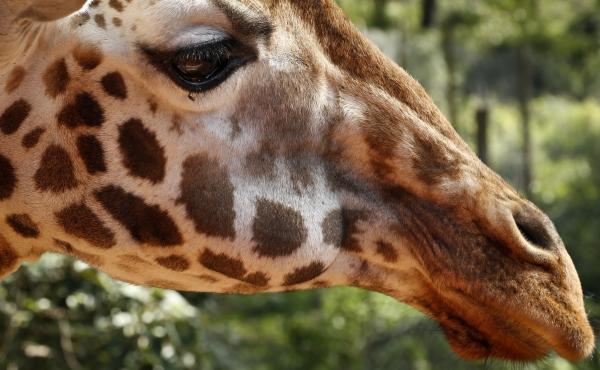 A giraffe in Kenya. A giraffe in Kenya.