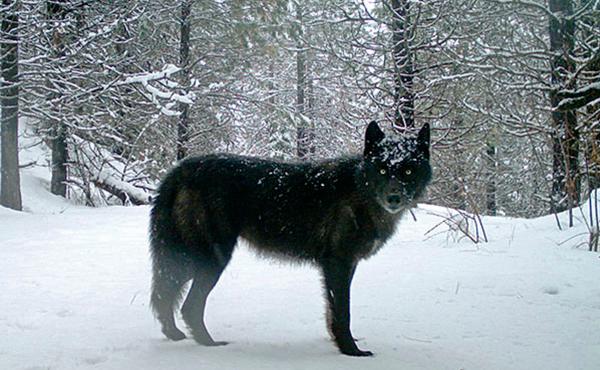 A gray wolf is captured by a remote camera on U.S. Forest Service land in Oregon in 2017. A gray wolf is captured by a remote camera on U.S. Forest Service land in Oregon in 2017.