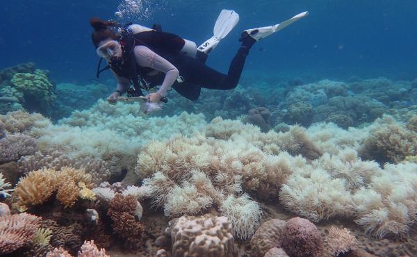 A diver near Australia's Orpheus Island surveys bleached Great Barrier Reef coral in March 2017. A diver near Australia's Orpheus Island surveys bleached Great Barrier Reef coral in March 2017.