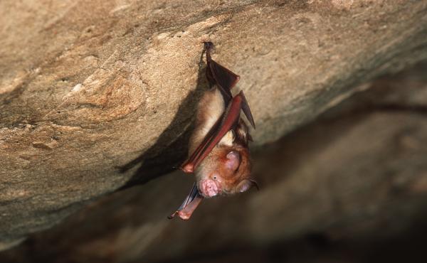 This Bornean horseshoe bat and other bat species can harbor coronaviruses. The nonprofit group EcoHealth Alliance had its NIH research money cut for a project in China on bats and coronaviruses this spring — but just got a new multimillion dollar grant This Bornean horseshoe bat and other bat species can harbor coronaviruses. The nonprofit group EcoHealth Alliance had its NIH research money cut for a project in China on bats and coronaviruses this spring — but just got a new multimillion dollar grant