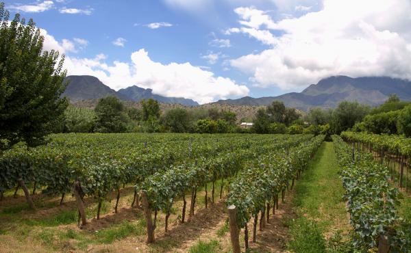 A vineyard in Tarija, Bolivia, the center of the country's wine industry. A growing number of wineries here are improving their techniques, ramping up production and starting to export, as global interest in Bolivia's award-winning wines grows. A vineyard in Tarija, Bolivia, the center of the country's wine industry. A growing number of wineries here are improving their techniques, ramping up production and starting to export, as global interest in Bolivia's award-winning wines grows.