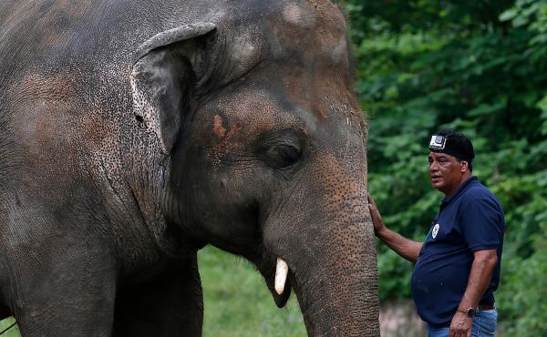 Dr. Amir Khalil, a veterinarian from the international animal welfare organization Four Paws International, comforts Kaavan during his examination at the zoo in Islamabad, before leaving for Cambodia. Dr. Amir Khalil, a veterinarian from the international animal welfare organization Four Paws International, comforts Kaavan during his examination at the zoo in Islamabad, before leaving for Cambodia.