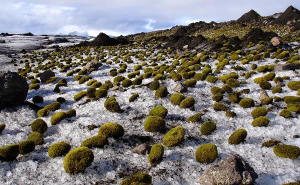 Glacier mice in Iceland. Glacier mice in Iceland.