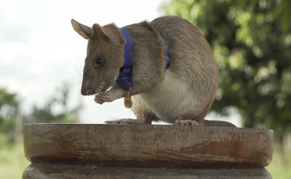 Magawa, a rat that has been trained to detect explosives, was awarded the PDSA Gold Medal on Friday for bravery in searching out unexploded land mines in Cambodia. Magawa, a rat that has been trained to detect explosives, was awarded the PDSA Gold Medal on Friday for bravery in searching out unexploded land mines in Cambodia.